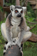 The cute monkey named Lemuriformes portrait,The mom lemur and 2 baby on tree