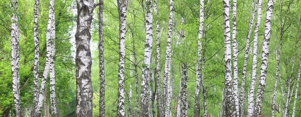 Foto op Plexiglas Berkenbos Mooie berkenbomen met witte berkenschors in berkenbos met groene berkenbladeren in de zomer