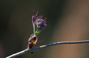 Elder (Sambucus racemosa) branch with a Bud. Moscow region. Russia.