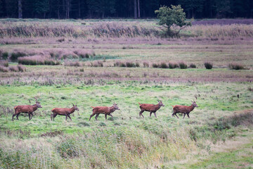 Deer in their own habitat