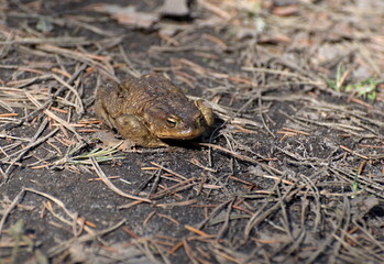 Gray toad (Bufo bufo) spring in the forest, near a small lake. Moscow region. Russia.