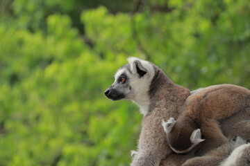 The cute monkey named Lemuriformes portrait,The mom lemur and 2 baby on tree
