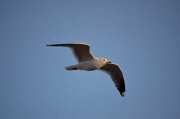 seagull on blue sky