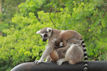 Obraz na płótnie Canvas The cute monkey named Lemuriformes portrait,The mom lemur and 2 baby on tree