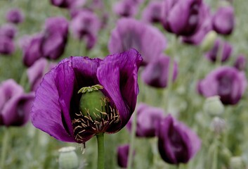 Detail of a beautiful purple poppy.