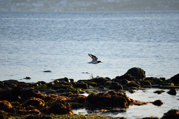 birds on seaweed covered shore