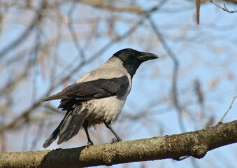 A Hooded Crow (Corvus cornix) on a branch on a spring morning. Moscow region. Russia.