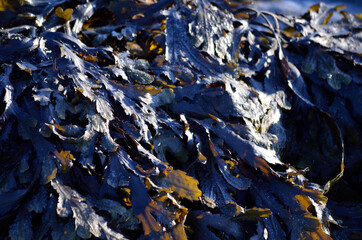 seaweed in sunshine closeup