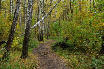 Autumn forest in the Moscow region.