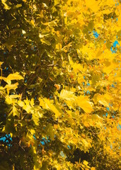 closeup yellow leaves texture abstract background