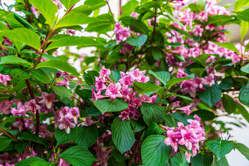 Spring time when cherry blossoms are in full bloom. Cherry blossoms against a blurred background.