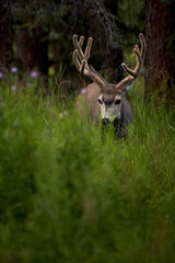 Naklejka na ściany i meble Mule deer buck in Rocky Mountains Canada