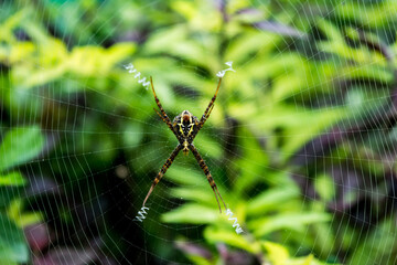 Close up macro shot of a Garden spider sitting on the spider web, spiders are insects

