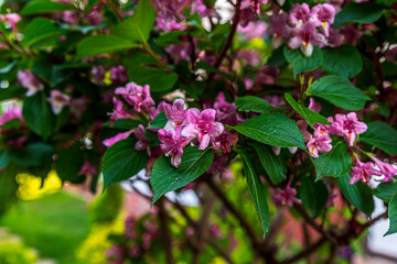 Spring time when cherry blossoms are in full bloom. Cherry blossoms against a blurred background.