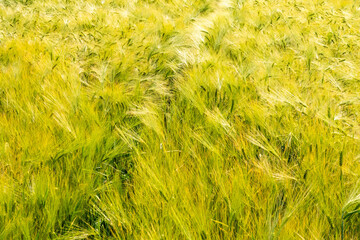 Spuren in einem gelben Kornfeld aus Weizen im Frühling