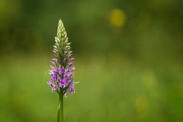 One isolated flower, Heath Spotted Orchid, Heath Spotted-orchid, Spotted Orchid (Dactylorhiza maculata)