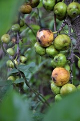 fruit colorful green yellow in forest south Thailand soft leaves.