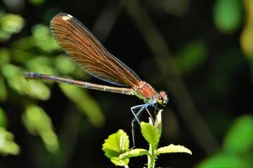 dragonfly on a branch