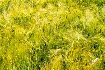 abstraktes Kornfeld weizen als Hintergrund