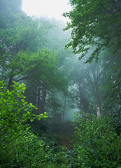 Misty and foggy forest. Landscape photo was taken near Borcka Karagol / Borçka Karagöl, Artvin, Black Sea / Karadeniz region of Turkey