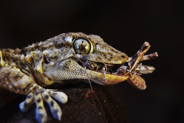 close up of a gecko