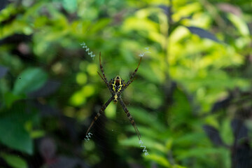Close up macro shot of a Garden spider sitting on the spider web, spiders are insects
