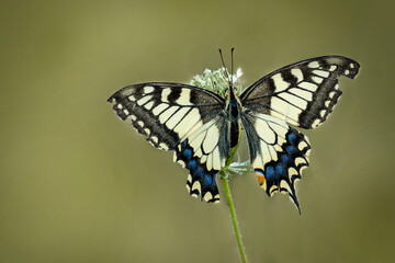 Close-up portrait of a papilio machaon, also called a queen page butterfly sitting on on a Wild...