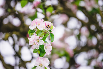 Obraz premium Apple blossom