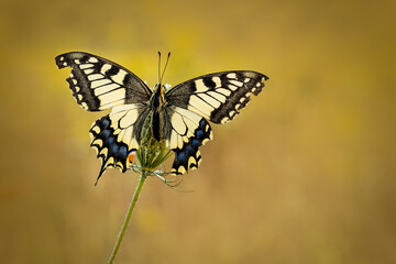 Close-up portrait of a papilio machaon, also called a queen page butterfly sitting on on a Wild Carrot (Daucus carota) flower