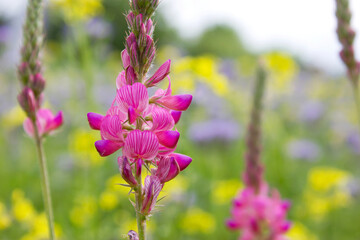 Colorful flowers in spring meadow