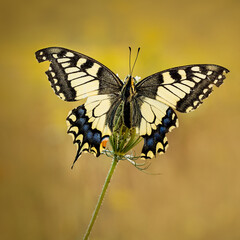 Close-up portrait of a papilio machaon, also called a queen page butterfly sitting on on a Wild Carrot (Daucus carota) flower