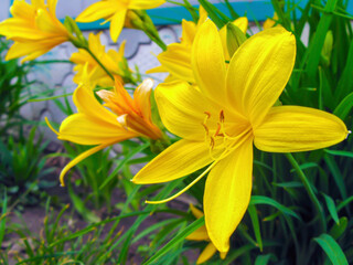 Fototapeta na wymiar Yellow daylily, or yellow lily close-up.