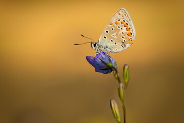 Close-up Common blue butterfly on a flower