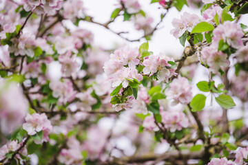 Fototapeta na wymiar Apple blossom