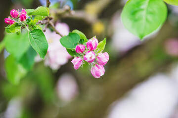 Apple blossom