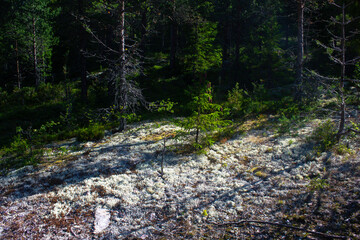 Forest with rocks in Norway. The way along the former ore mining route. Otta. Norway