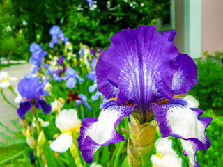 Iris flowers close up