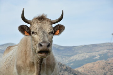 cow in the mountains