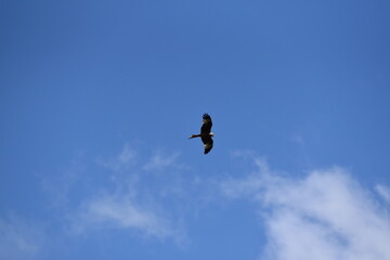 Rotmilan vom blauen Himmel