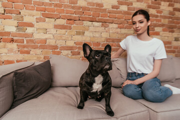 selective focus of cute french bulldog sitting on sofa near attractive girl