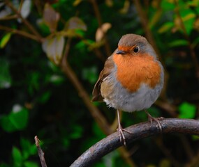 robin red breast