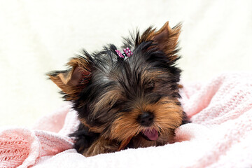 cute puppy yorkshire terrier nibbles food