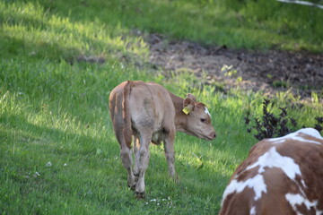 Kuh mit Kalb