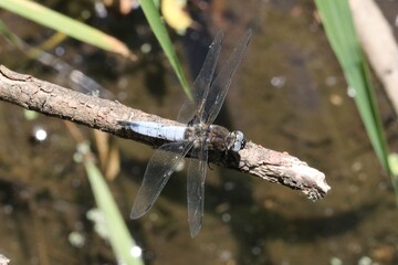 Libellule