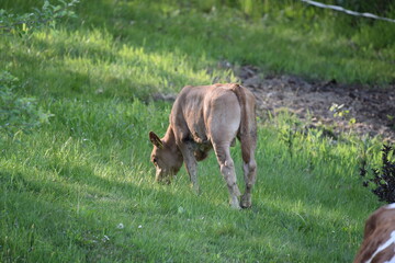 Kuh mit Kalb