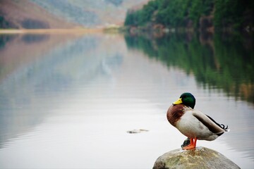 duck on the lake