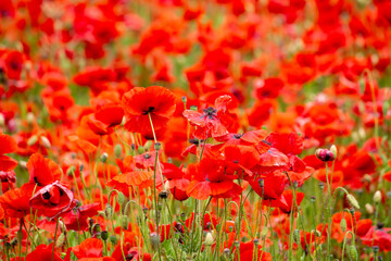 A beautiful red field with lots of poppies.