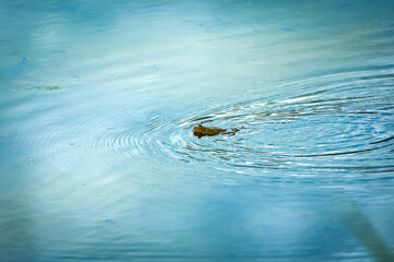 A frog swims in a bright and beautiful pond, nature is on the doorstep of the house