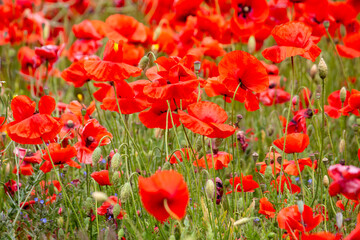 Fototapeta premium A beautiful red field with lots of poppies.