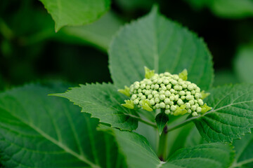 紫陽花のつぼみ　西方寺にて